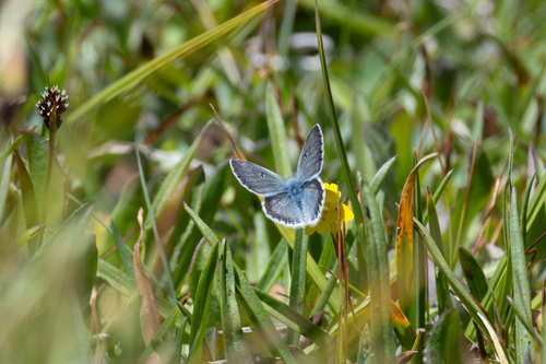 iNaturalist observation photo of Sierra Blue