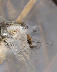 Limnoporus dissortis
