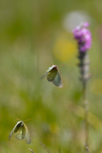 iNaturalist observation photo of Sierra Sulphur