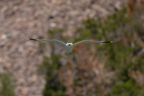 iNaturalist observation photo of California Gull
