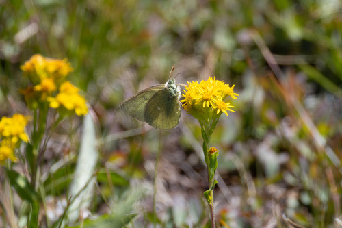 iNaturalist observation photo of Sierra Sulphur