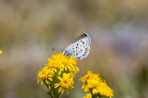 iNaturalist observation photo of Shasta Blue
