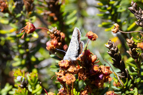 iNaturalist observation photo of Shasta Blue
