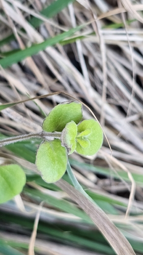 Mentha cunninghamii, photograph 2