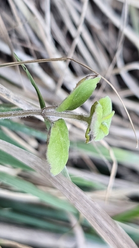 Mentha cunninghamii, photograph 3