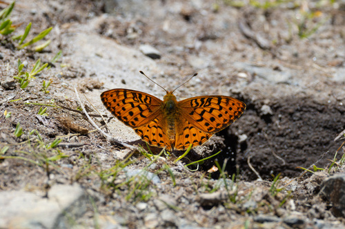 iNaturalist observation photo of Mormon Fritillary