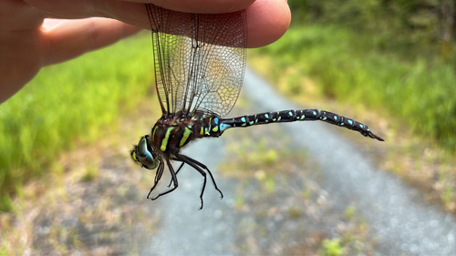 Sedge Darner