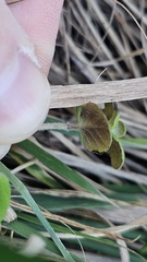 Mentha cunninghamii, photograph author not stated, no rights reserved