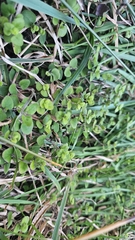 Mentha cunninghamii, photograph author not stated, no rights reserved