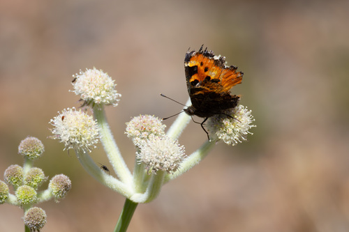 iNaturalist observation photo of California Tortoiseshell