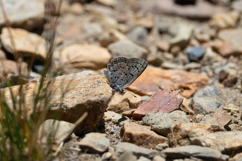 iNaturalist observation photo of Shasta Blue