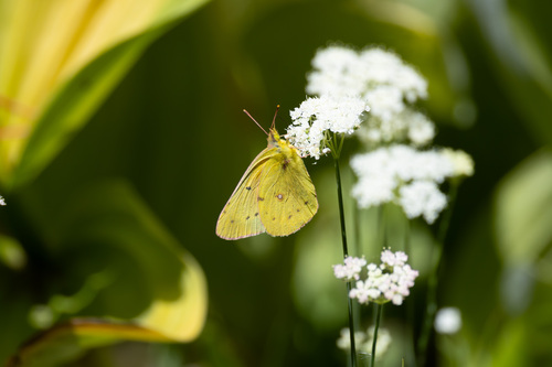 iNaturalist observation photo of Orange Sulphur