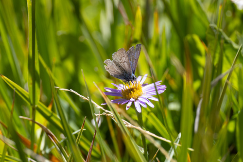 iNaturalist observation photo of Sierra Blue
