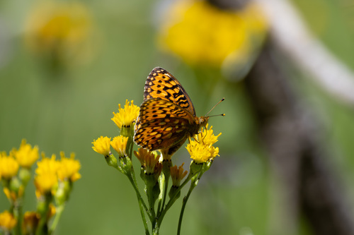 iNaturalist observation photo of Mormon Fritillary