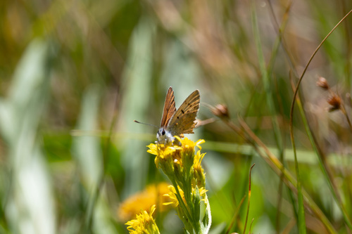 iNaturalist observation photo of Lilac-bordered Copper