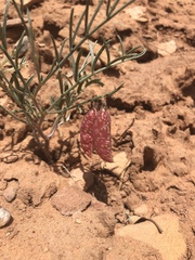 Astragalus ceramicus