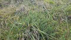author not stated, no rights reserved Linum monogynum, photograph author not stated, no rights reserved
