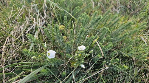 Linum monogynum, photograph 5