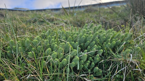 Linum monogynum, photograph 6