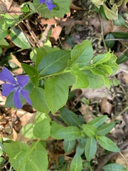 Vinca minor