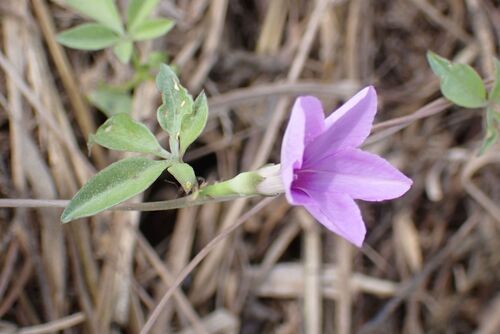 Ipomoea magnusiana, photograph 1