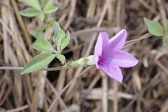 Ipomoea magnusiana, photograph author not stated, no rights reserved