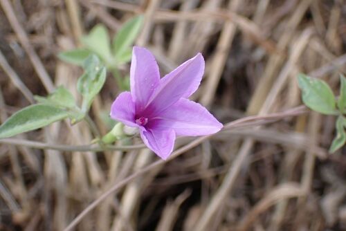 Ipomoea magnusiana, photograph 4