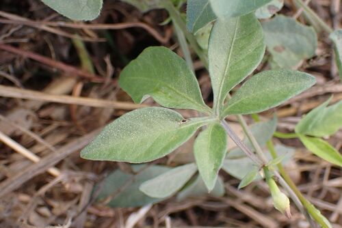 Ipomoea magnusiana, photograph 3
