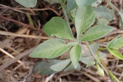 Ipomoea magnusiana, photograph author not stated, no rights reserved