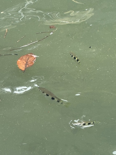 Banded Archerfish