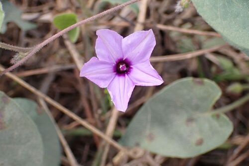 Ipomoea magnusiana, photograph 2