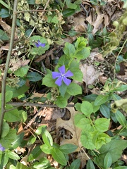 Vinca minor
