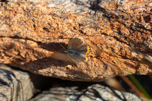 iNaturalist observation photo of Lupine Blue