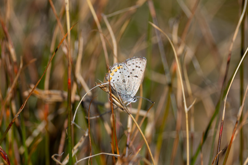 iNaturalist observation photo of Lupine Blue