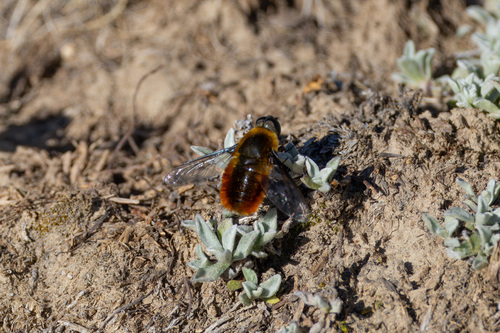 iNaturalist observation photo of Tawny-tailed Bee Fly