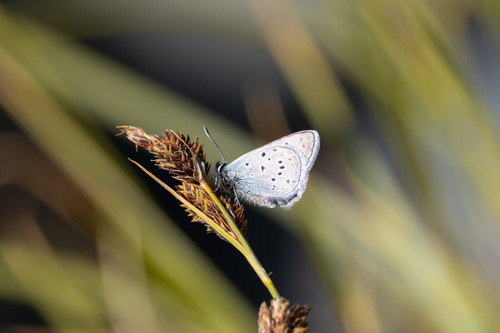 iNaturalist observation photo of Greenish Blue