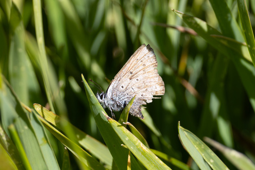 iNaturalist observation photo of Sierra Blue