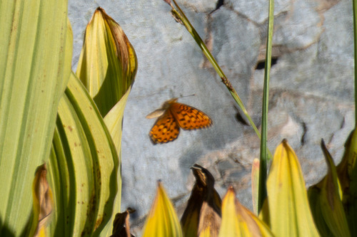 iNaturalist observation photo of Mormon Fritillary