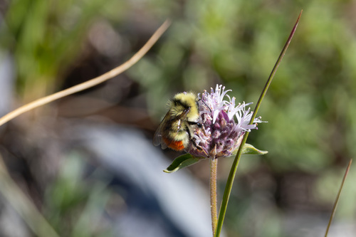 iNaturalist observation photo of Great Basin Bumble Bee