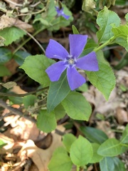 Vinca minor