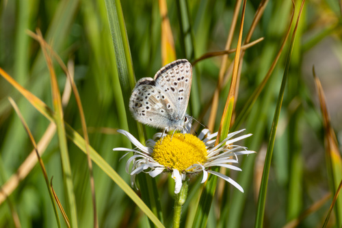 iNaturalist observation photo of Sierra Blue