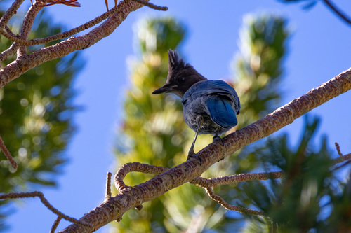 iNaturalist observation photo of Steller's Jay