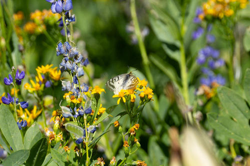 iNaturalist observation photo of Clodius Parnassian