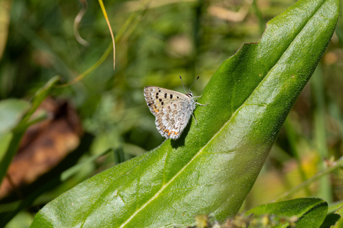 iNaturalist observation photo of Edith's Copper