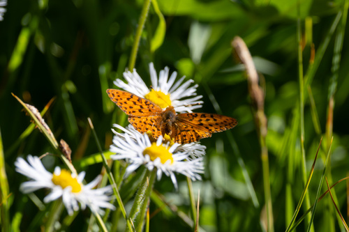 iNaturalist observation photo of Fritillaries