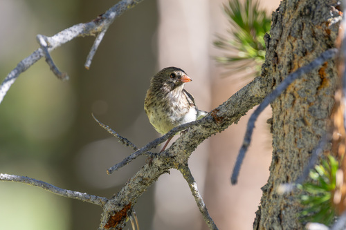 iNaturalist observation photo of Dark-eyed Junco