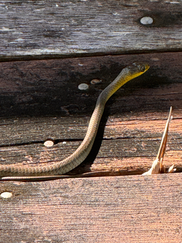 Common Tree Snake