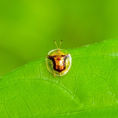 Aspidimorpha furcata
