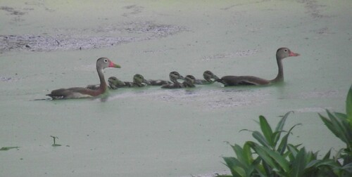 Black-bellied Whistling-Duck