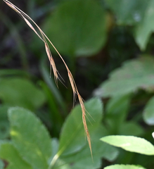 Schizachne purpurascens, photograph (c) Eric Lamb, some rights reserved (CC BY)